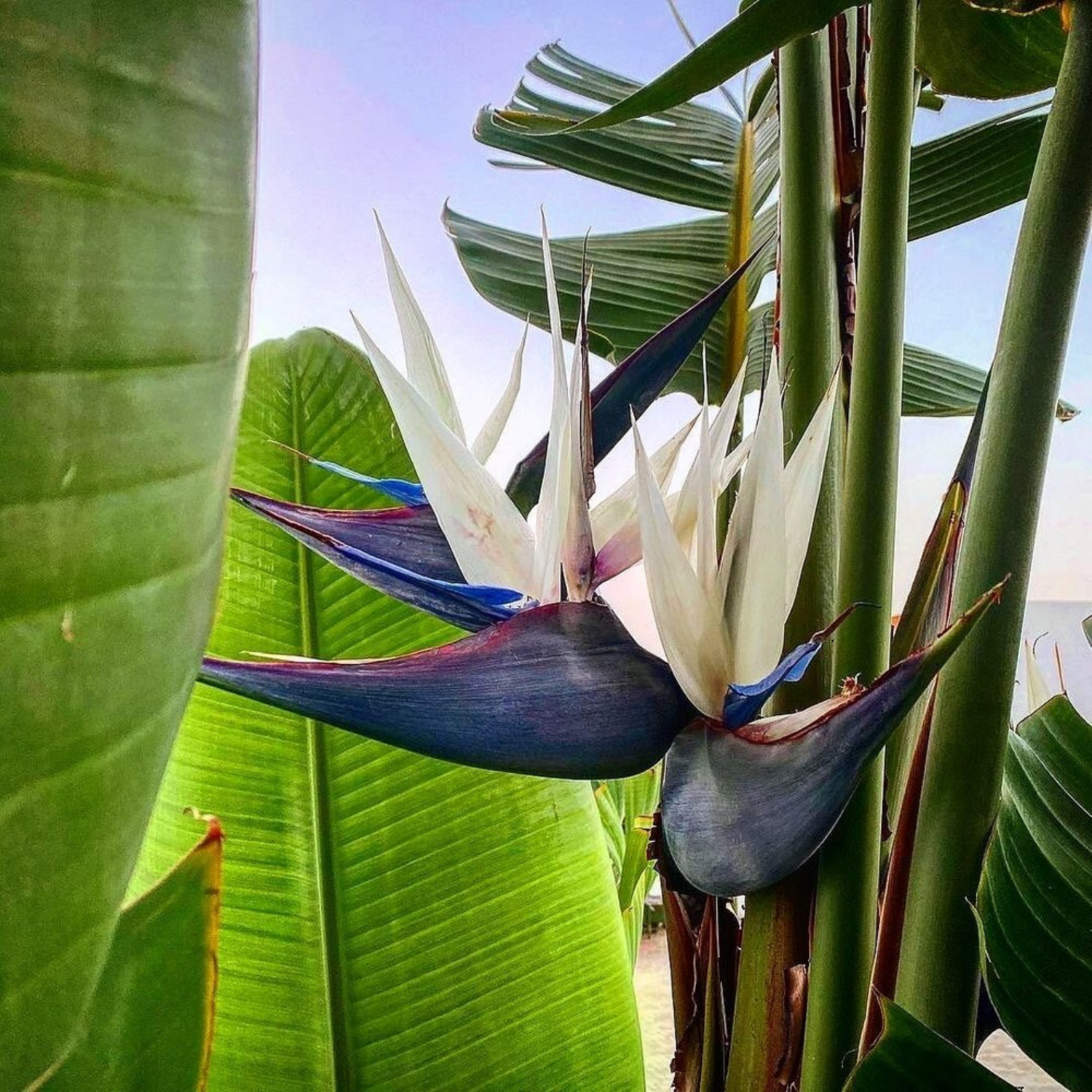 Bird of Paradise Black (Strelitzia reginae) Very Rare Flowering Live Plant