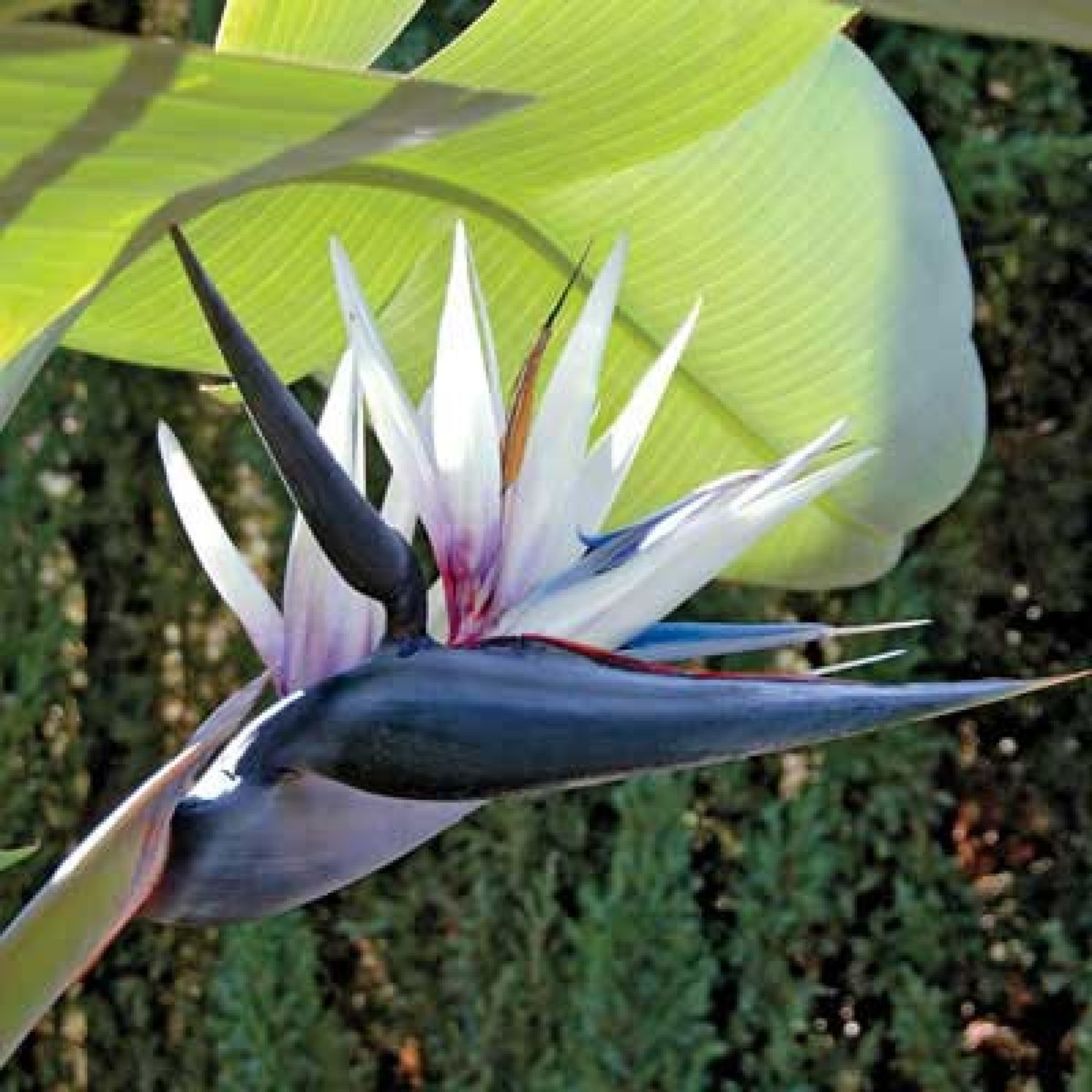 Bird of Paradise Black (Strelitzia reginae) Very Rare Flowering Live Plant