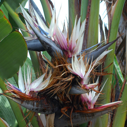 Bird of Paradise Black (Strelitzia reginae) Very Rare Flowering Live Plant