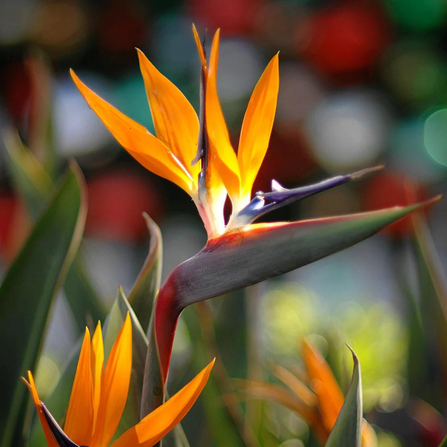 Bird of Paradise Orange (Strelitzia reginae) Very Rare Flowering Live Plant