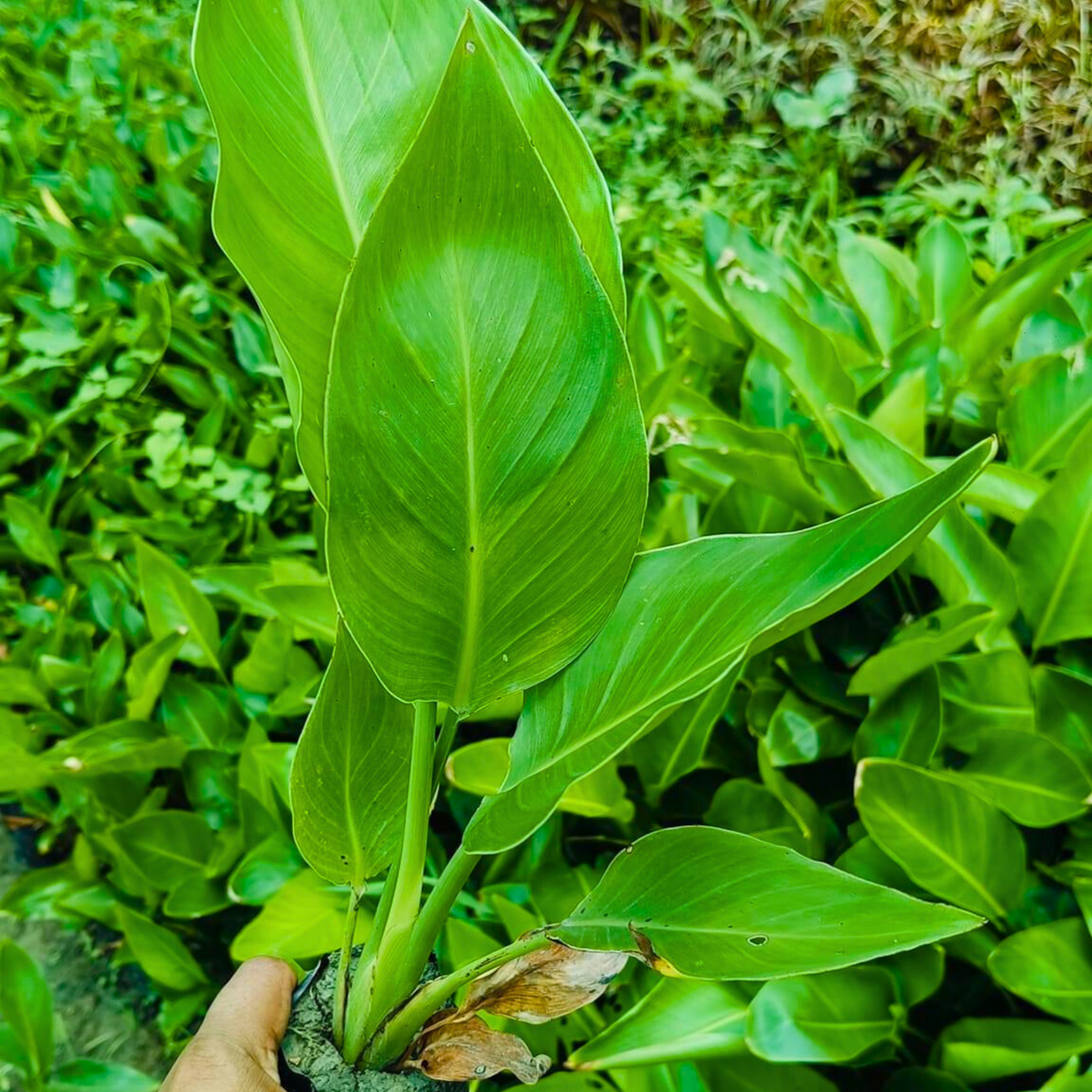 Bird of Paradise Orange (Strelitzia reginae) Very Rare Flowering Live Plant