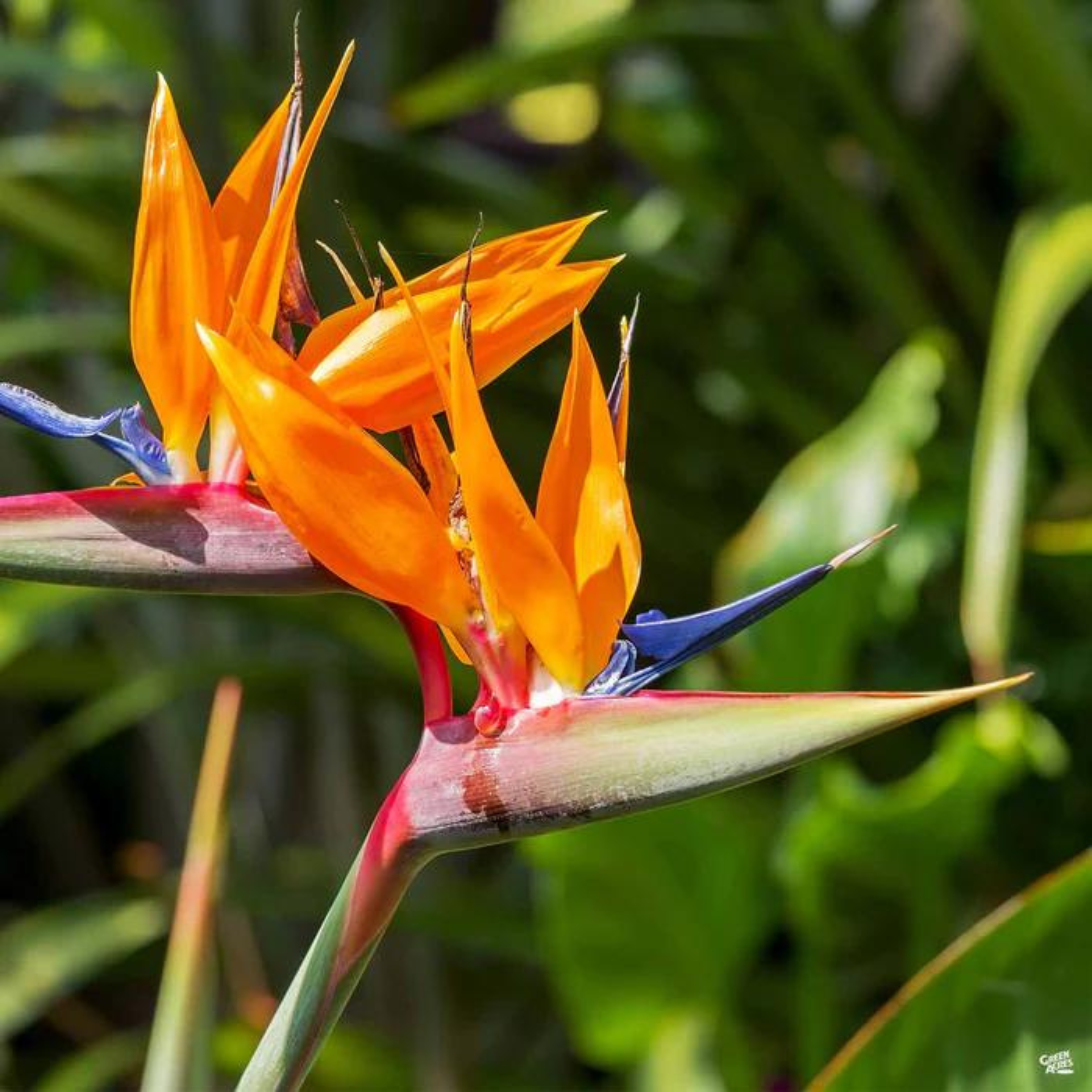 Bird of Paradise Orange (Strelitzia reginae) Very Rare Flowering Live Plant