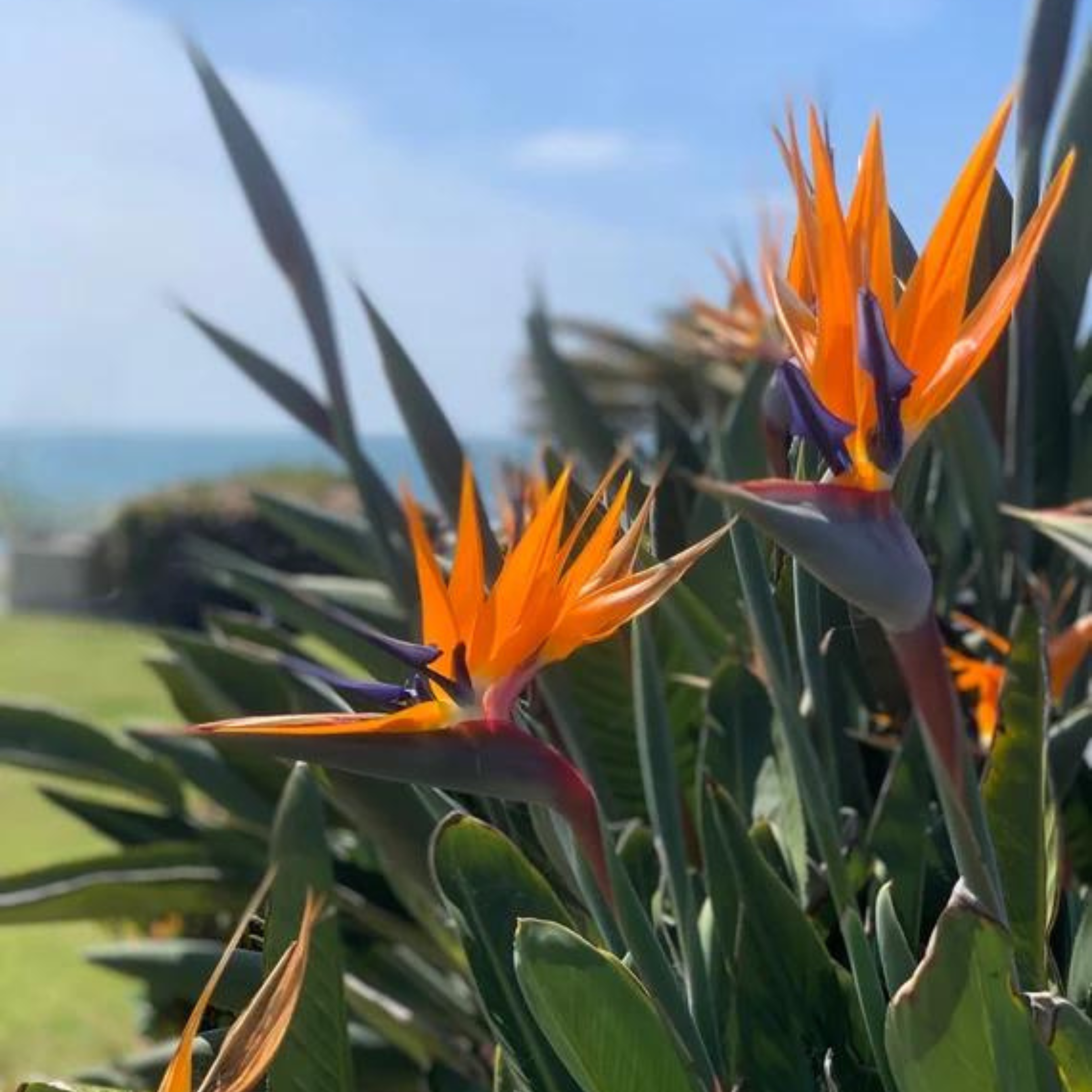 Bird of Paradise Orange (Strelitzia reginae) Very Rare Flowering Live Plant