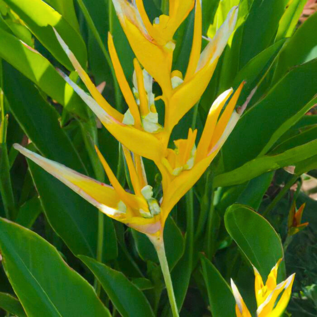 Bird of Paradise Yellow (Caesalpinia gilliesii) Rare Flowering Live Plant