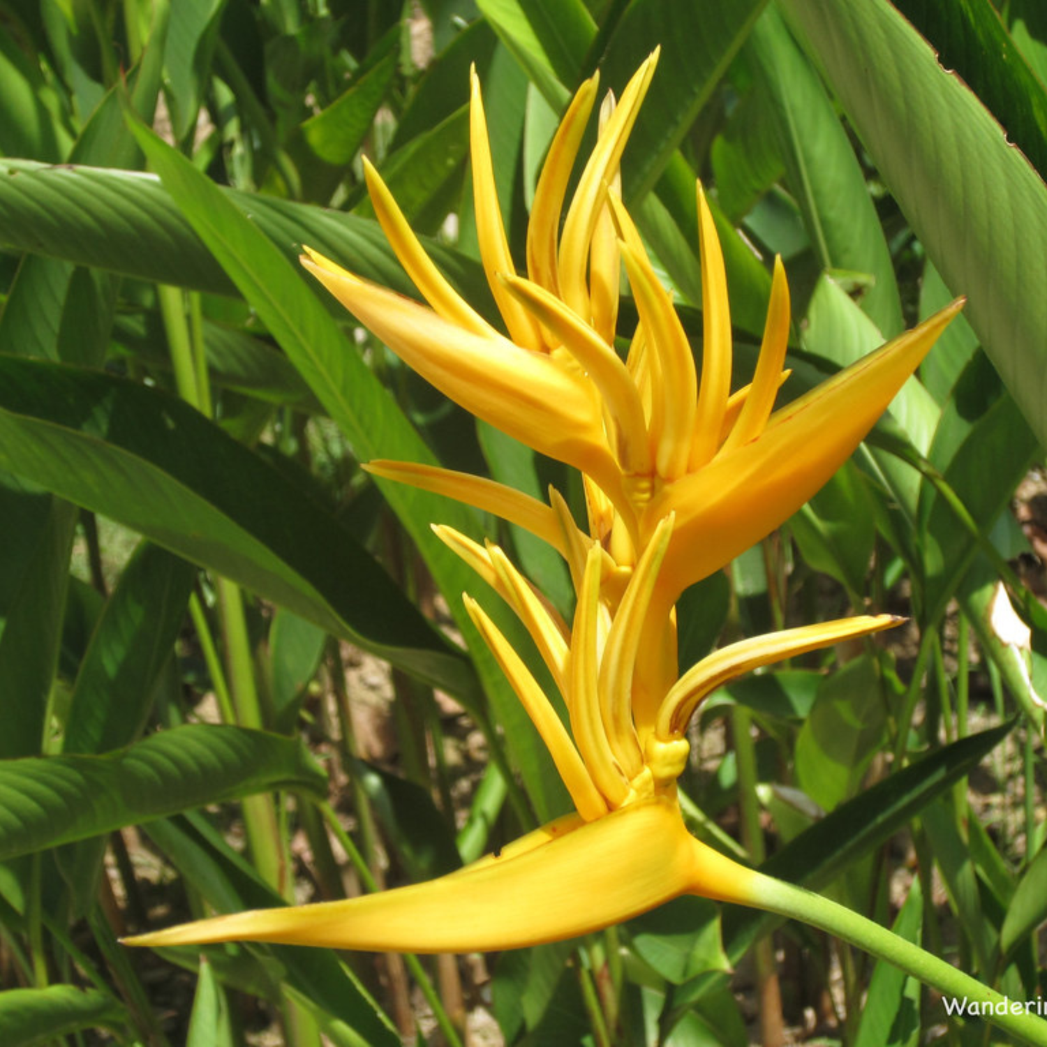 Bird of Paradise Yellow (Caesalpinia gilliesii) Rare Flowering Live Plant