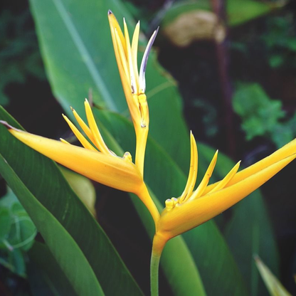 Bird of Paradise Yellow (Caesalpinia gilliesii) Rare Flowering Live Plant