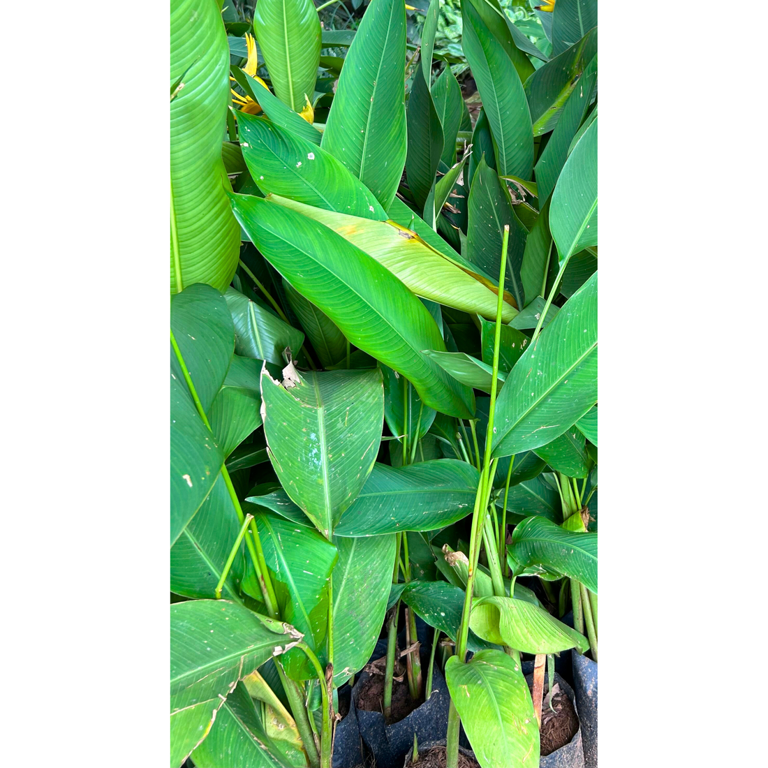 Bird of Paradise Yellow (Caesalpinia gilliesii) Rare Flowering Live Plant