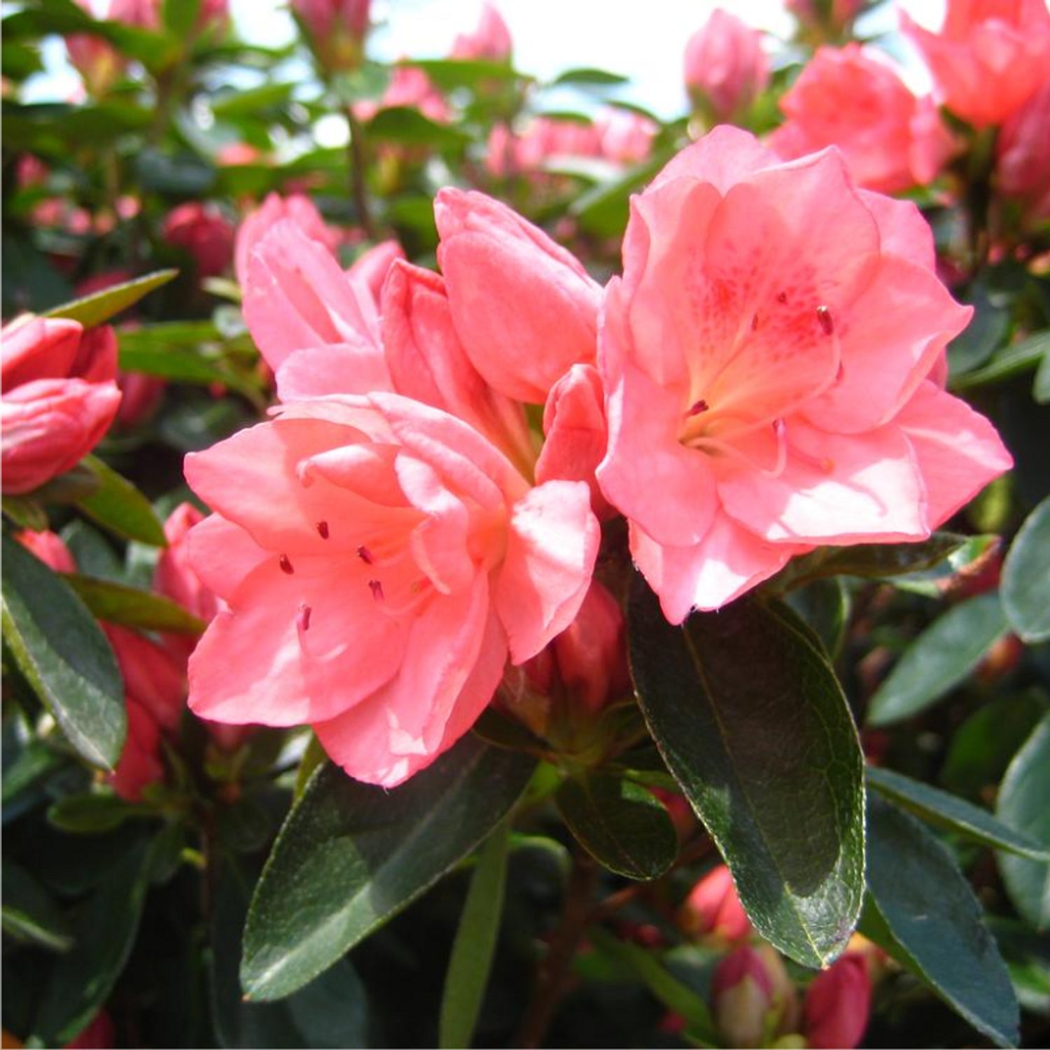 Azalea Pink (Rhododendron) Multi Petal Rare Flowering Live Plant