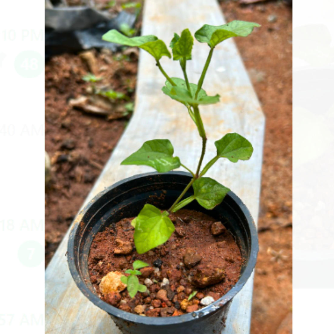 Black Eyed Susan Yellow (Thunbergia alata) All Time Flowering Live Plant