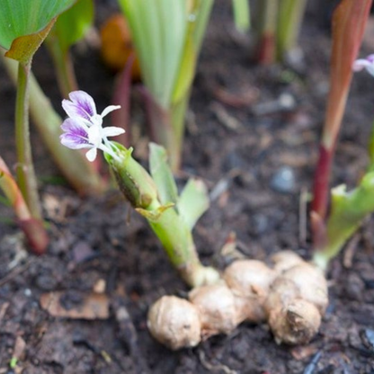 Black Ginger (Kaempferia parviflora) Rare Medicinal Live Plant