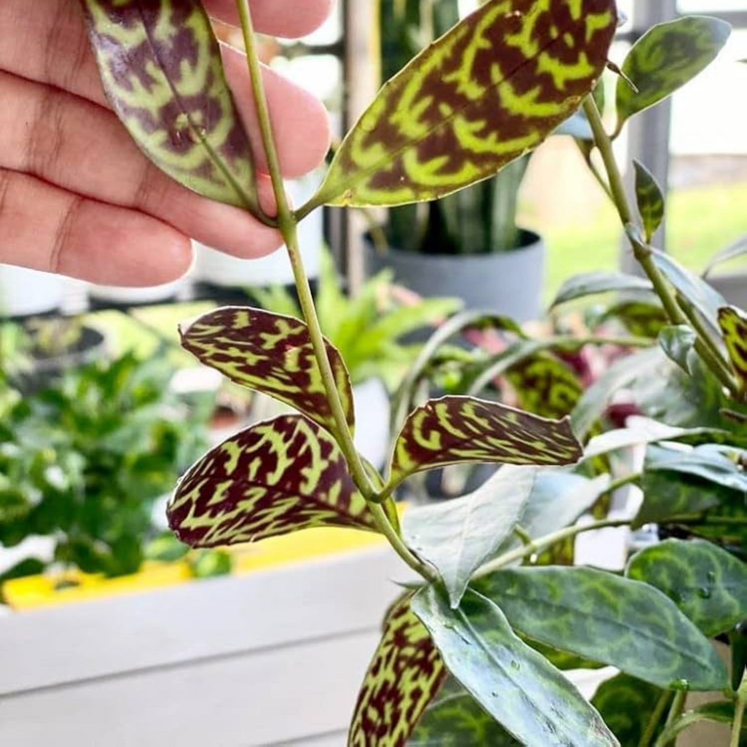 Black Pagoda Vine/Tiger Lipstic (Aeschynanthus longicaulis) Rare Live Plant