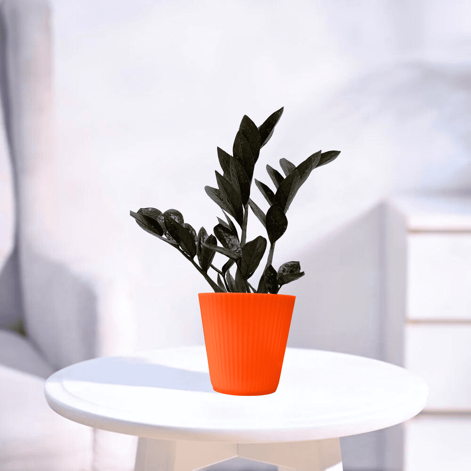 Black ZZ | Indoor Plant
