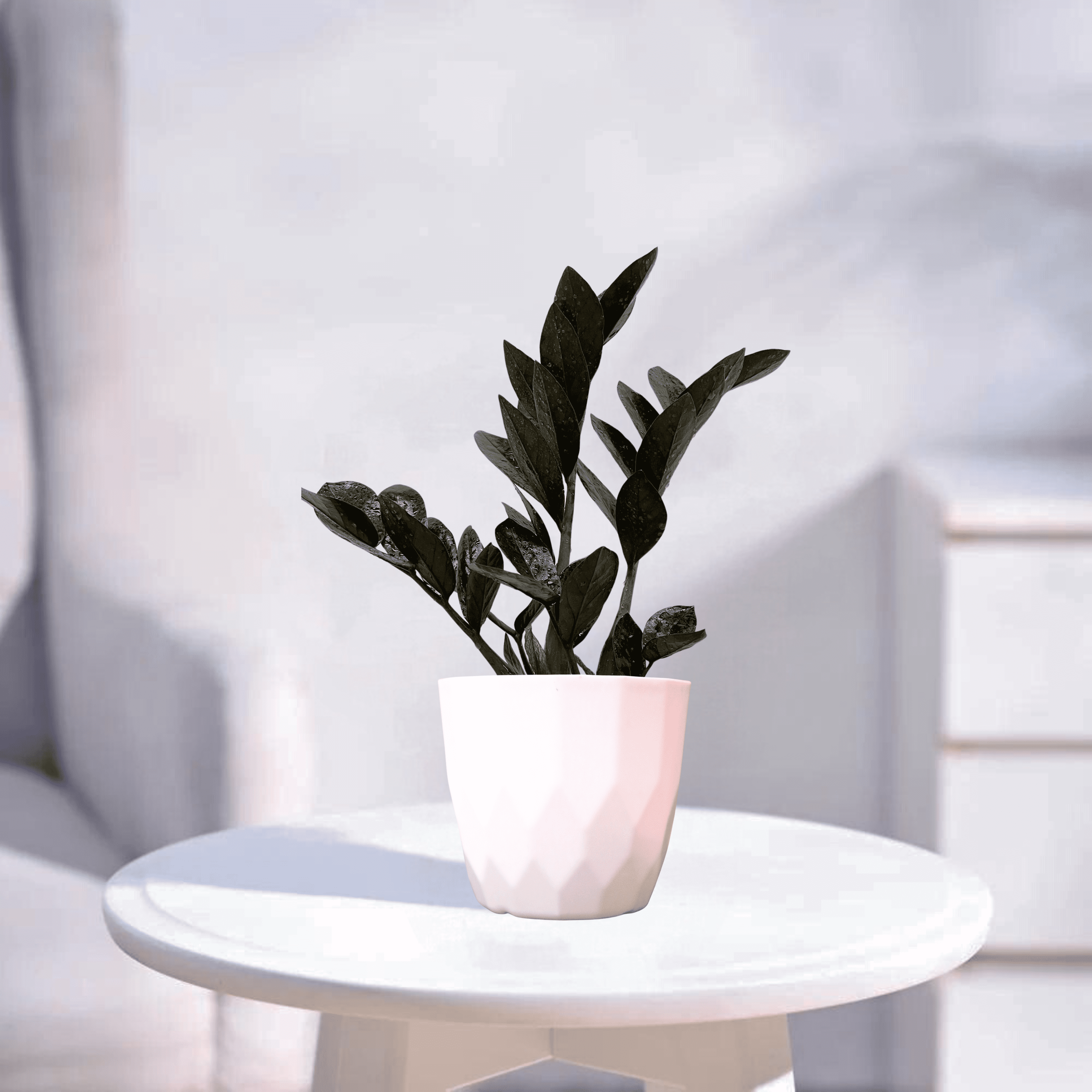 Black ZZ | Indoor Plant