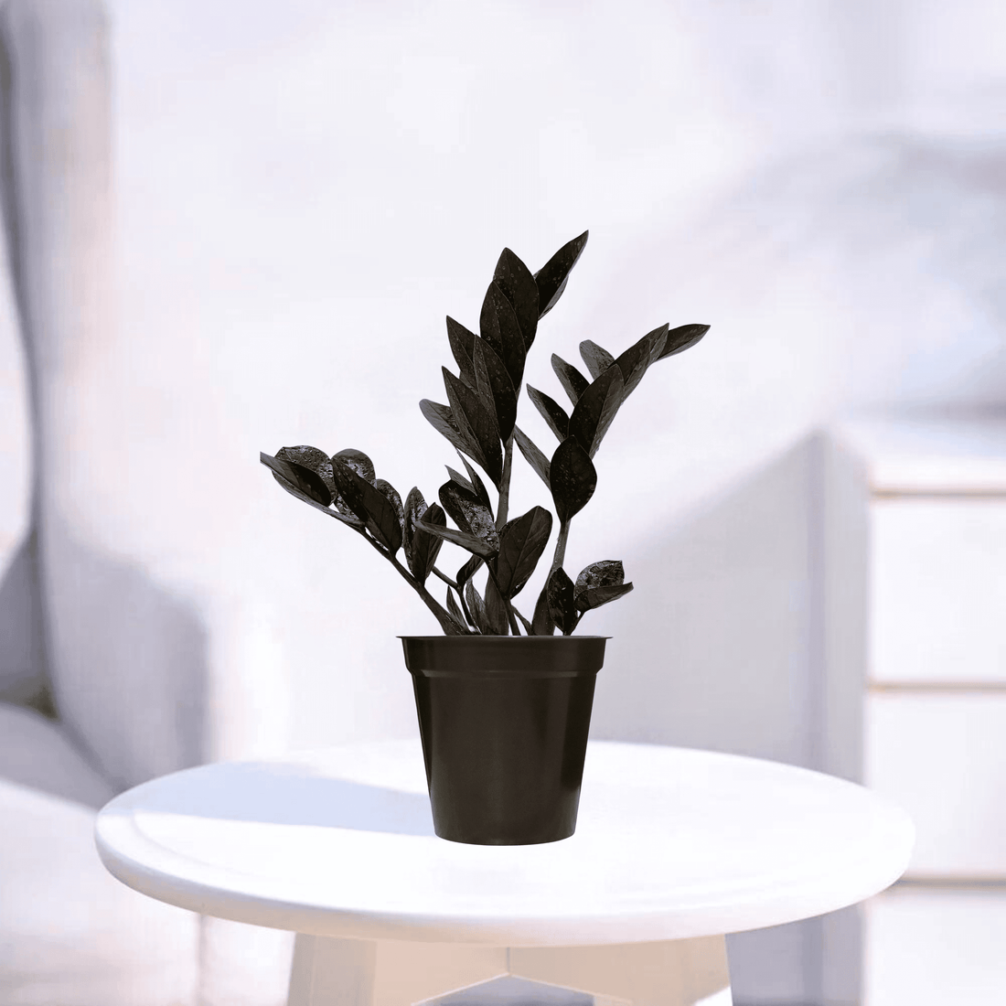 Black ZZ | Indoor Plant