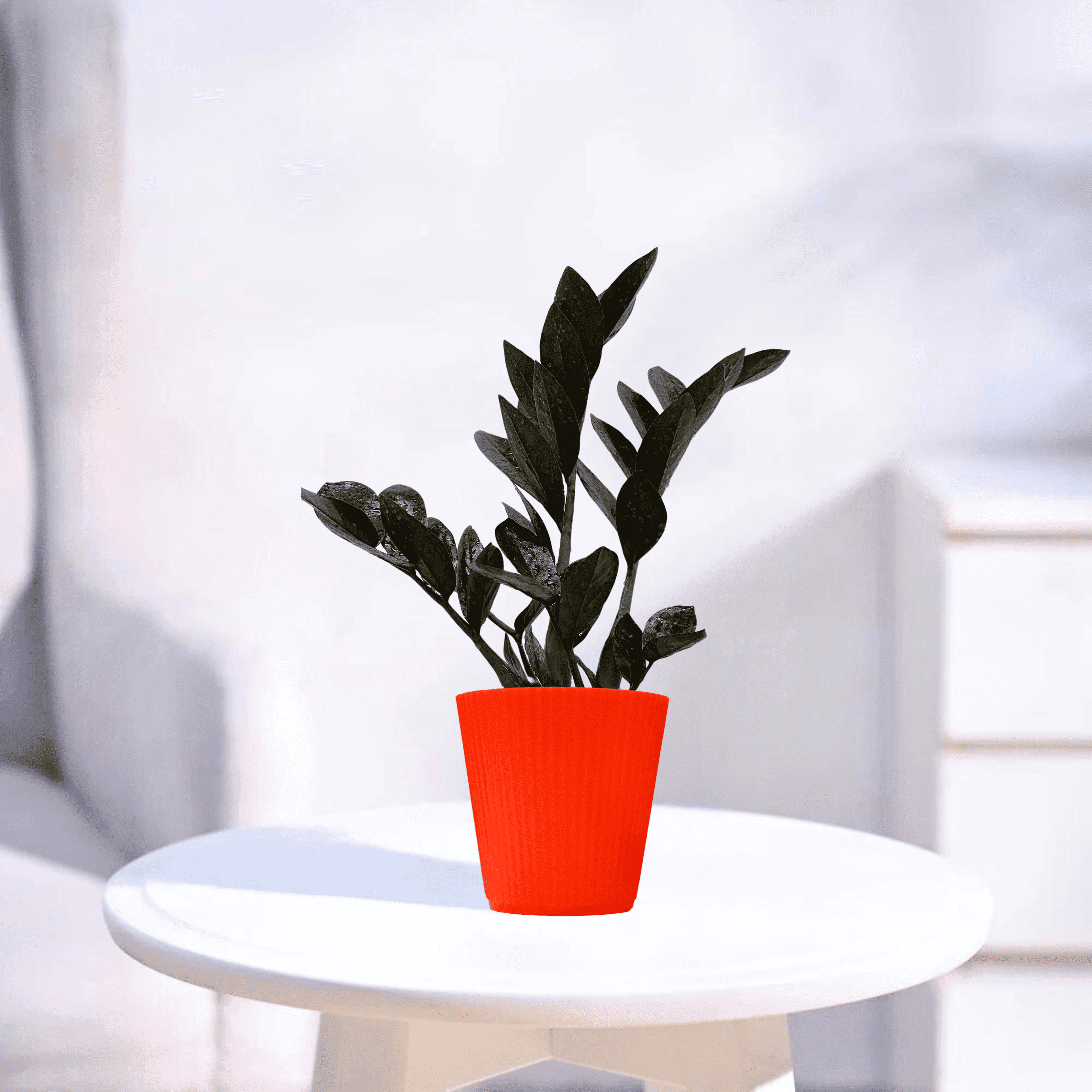 Black ZZ | Indoor Plant