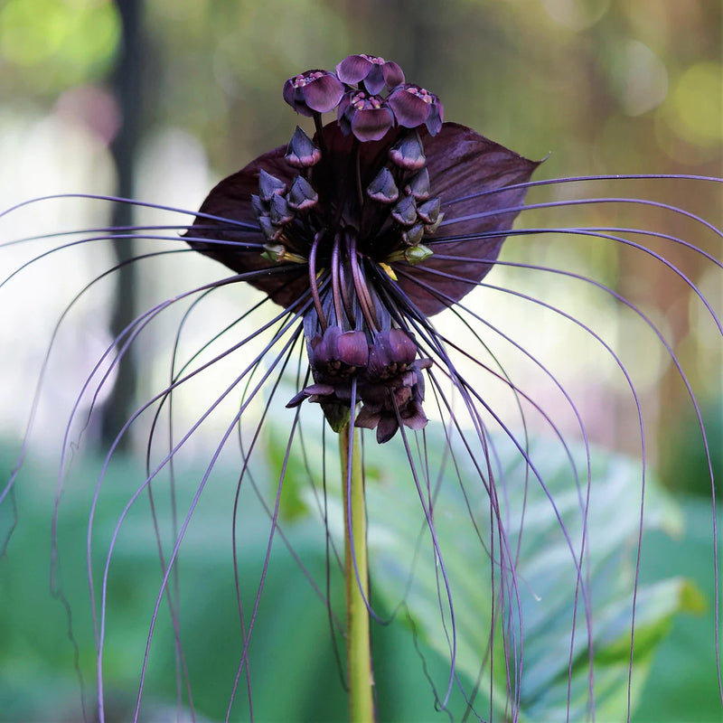 Bat Flower (Tacca chantrieri) Live Plant