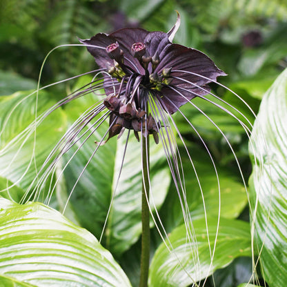 Bat Flower (Tacca chantrieri) Live Plant