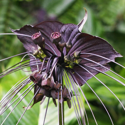 Bat Flower (Tacca chantrieri) Live Plant