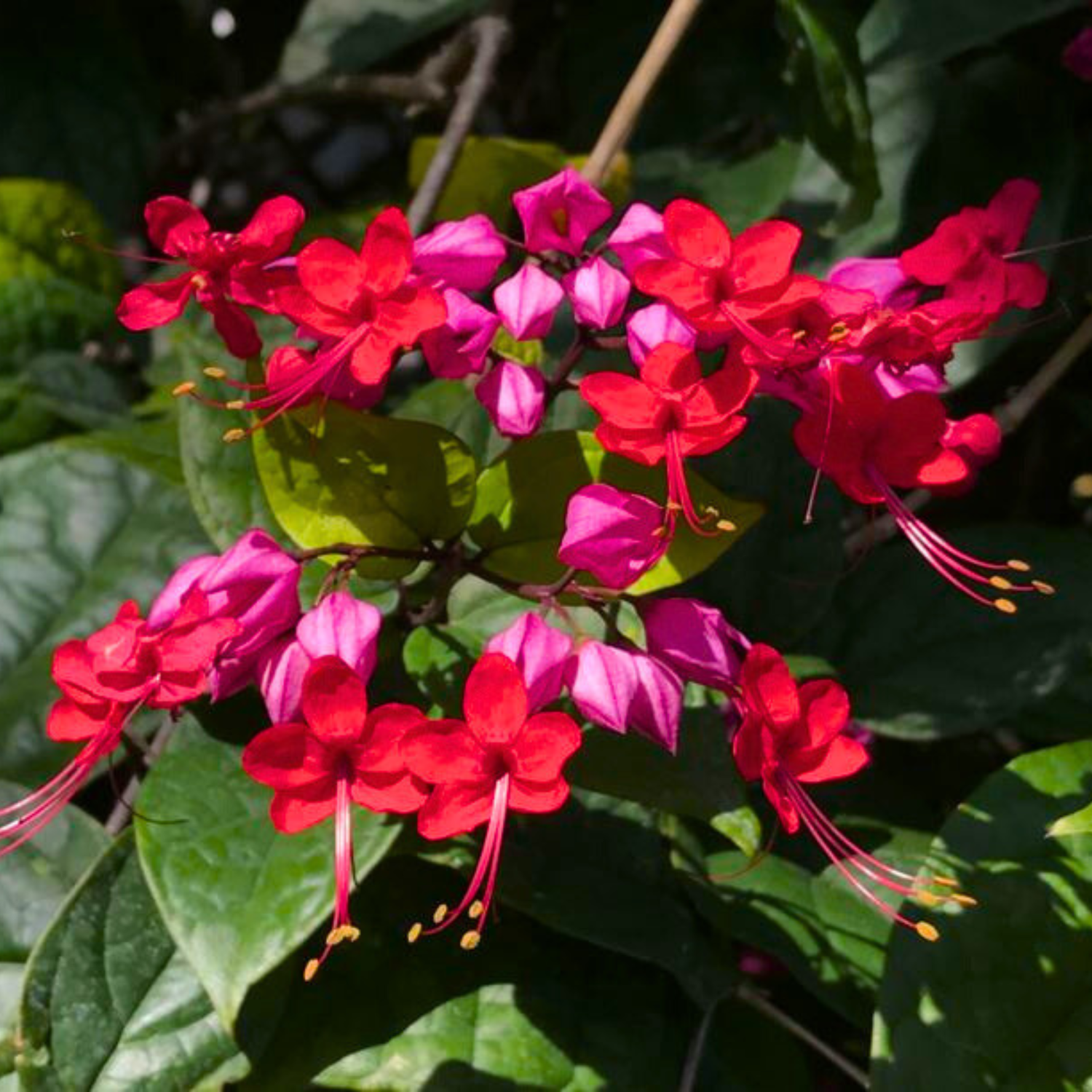 Bleeding-Heart Vine Red (Clerodendrum Thomsoniae) Flowering Live Plant