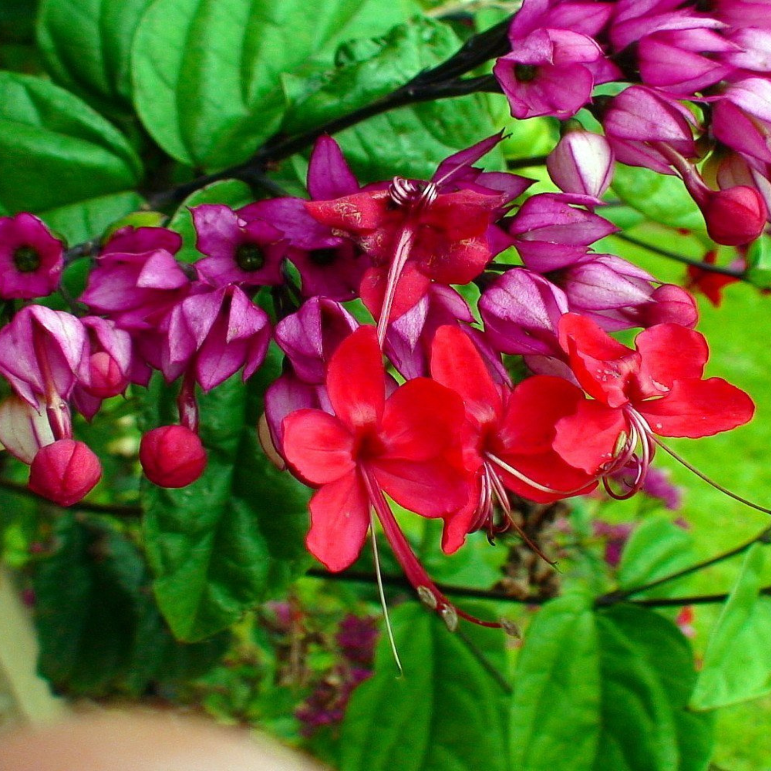 Bleeding-Heart Vine Red (Clerodendrum Thomsoniae) Flowering Live Plant