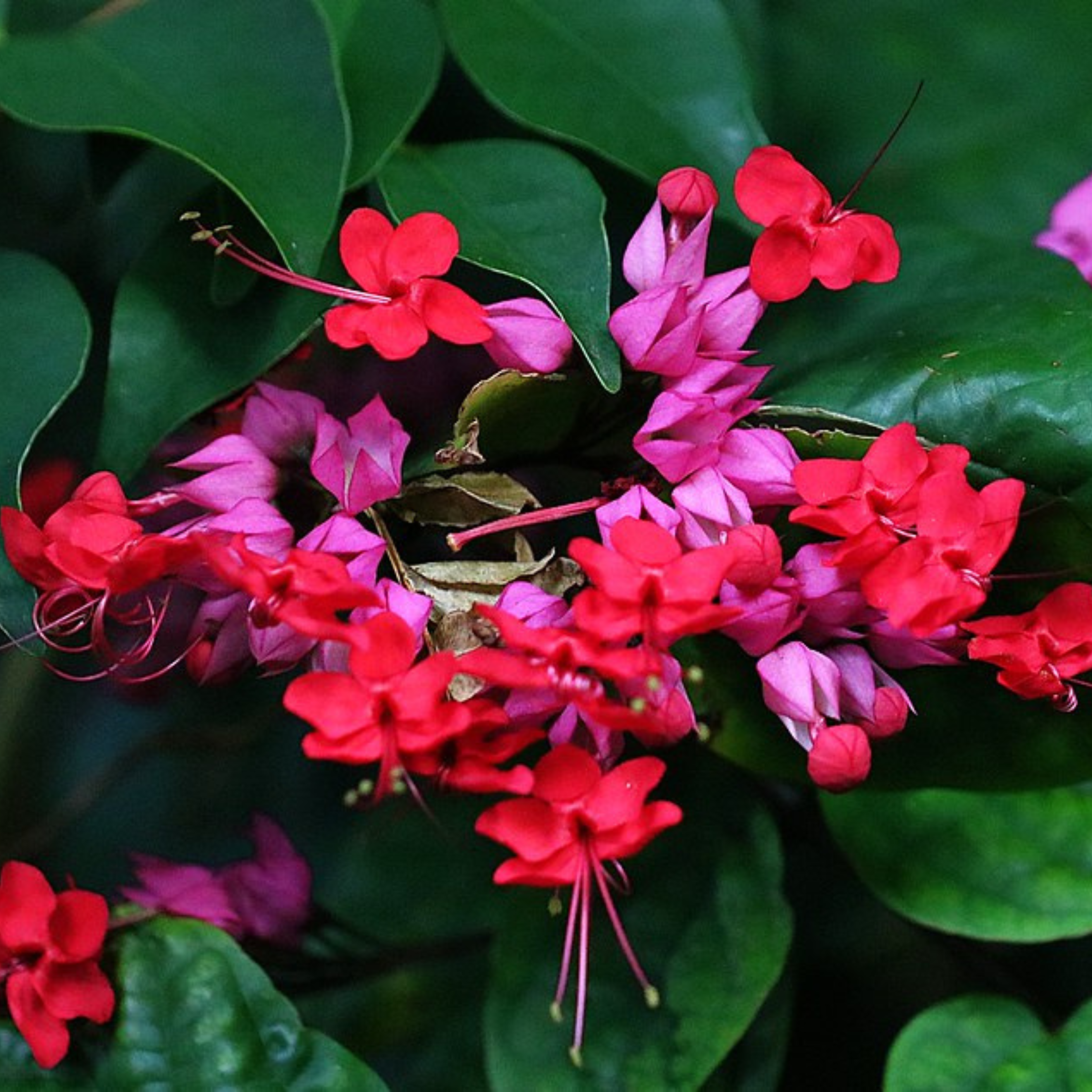 Bleeding-Heart Vine Red (Clerodendrum Thomsoniae) Flowering Live Plant