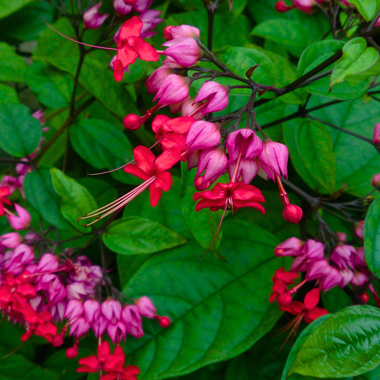 Bleeding-Heart Vine Red (Clerodendrum Thomsoniae) Flowering Live Plant