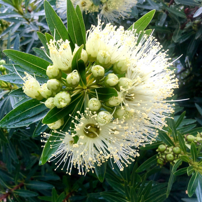 Bloomfield Penda / Rosida White (Xanthostemon Verticillatus) Flowering Live Plant