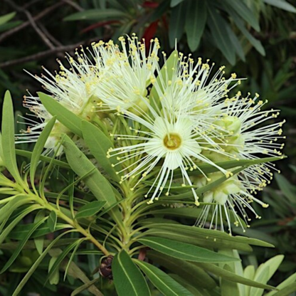 Bloomfield Penda / Rosida White (Xanthostemon Verticillatus) Flowering Live Plant