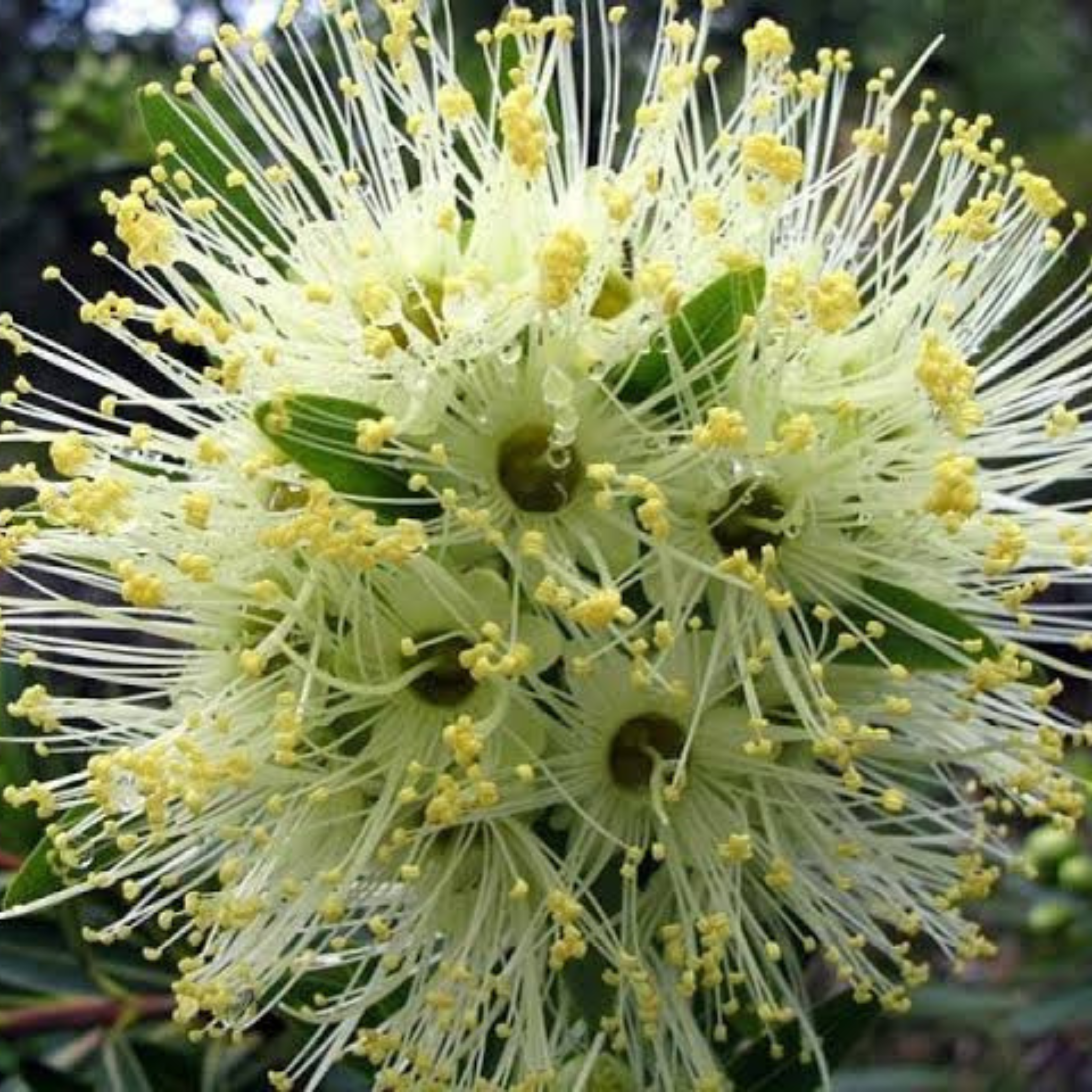 Bloomfield Penda / Rosida White (Xanthostemon Verticillatus) Flowering Live Plant