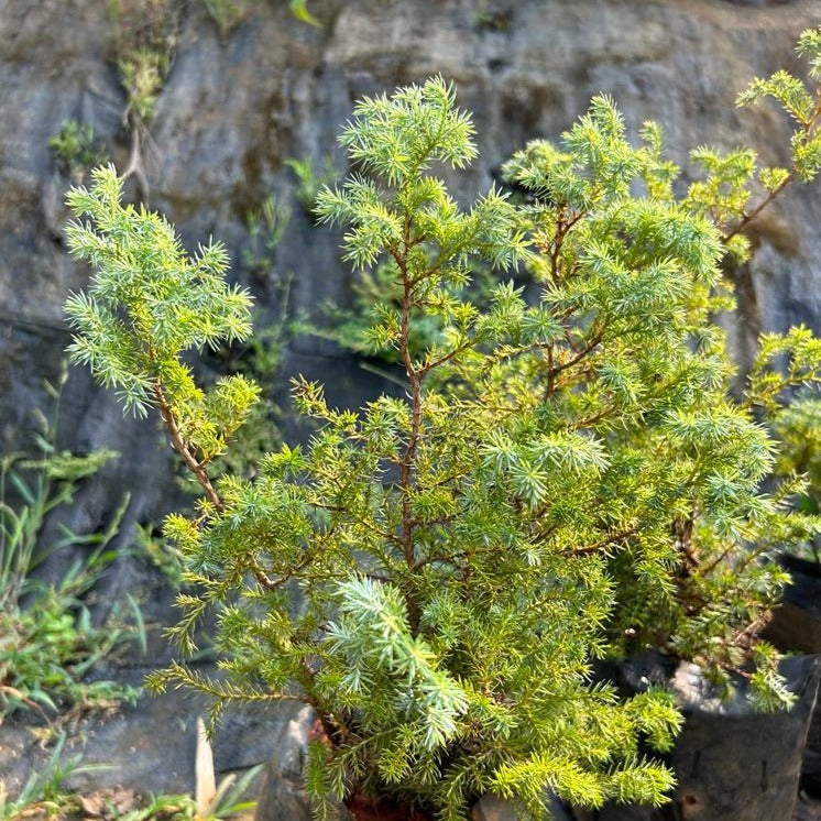 Blue Cypress (Callitris intratropica) Ornamental Live Plant