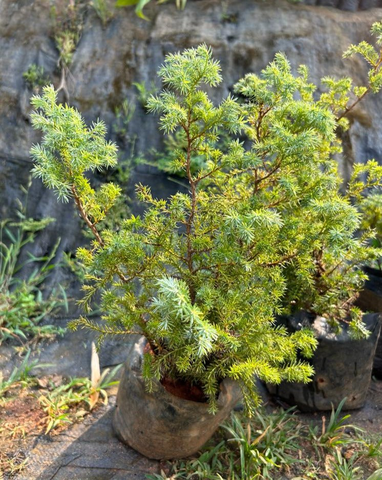 Blue Cypress (Callitris intratropica) Ornamental Live Plant