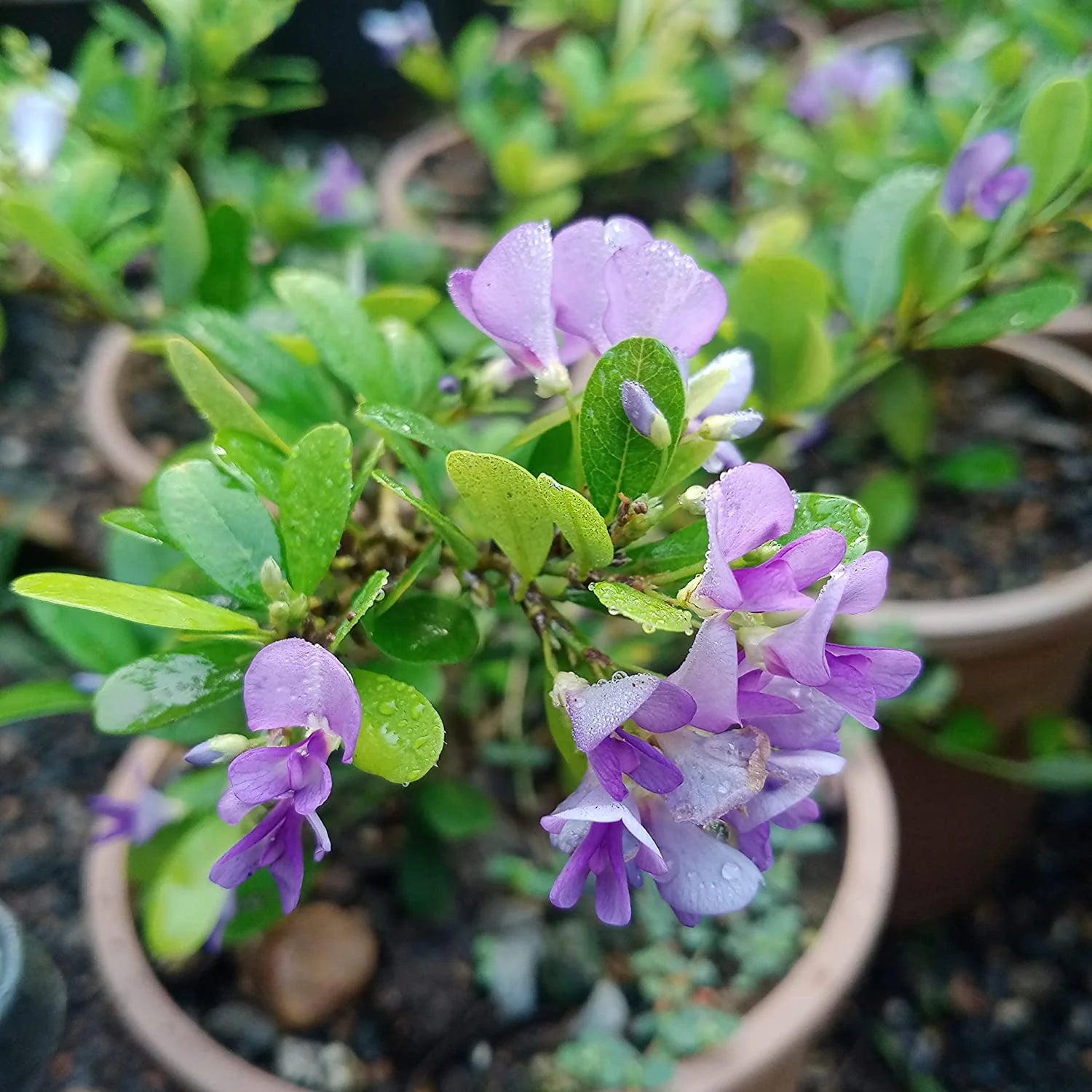 Desmodium Blue Braya Unifoliatum Flowering Live Plant