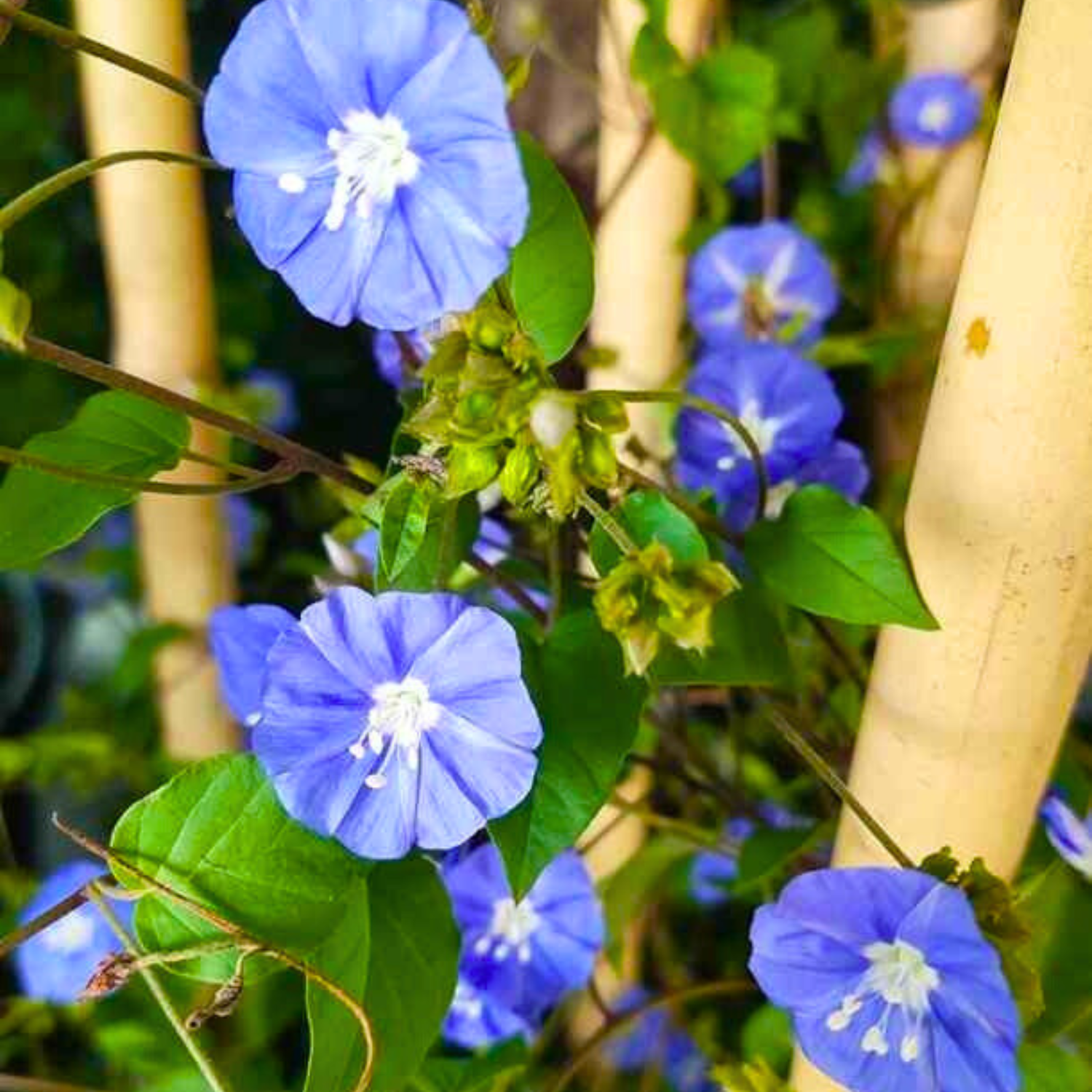Blue Cluster Vine (Jacquemontia pentanthos) Flowering Live Plant