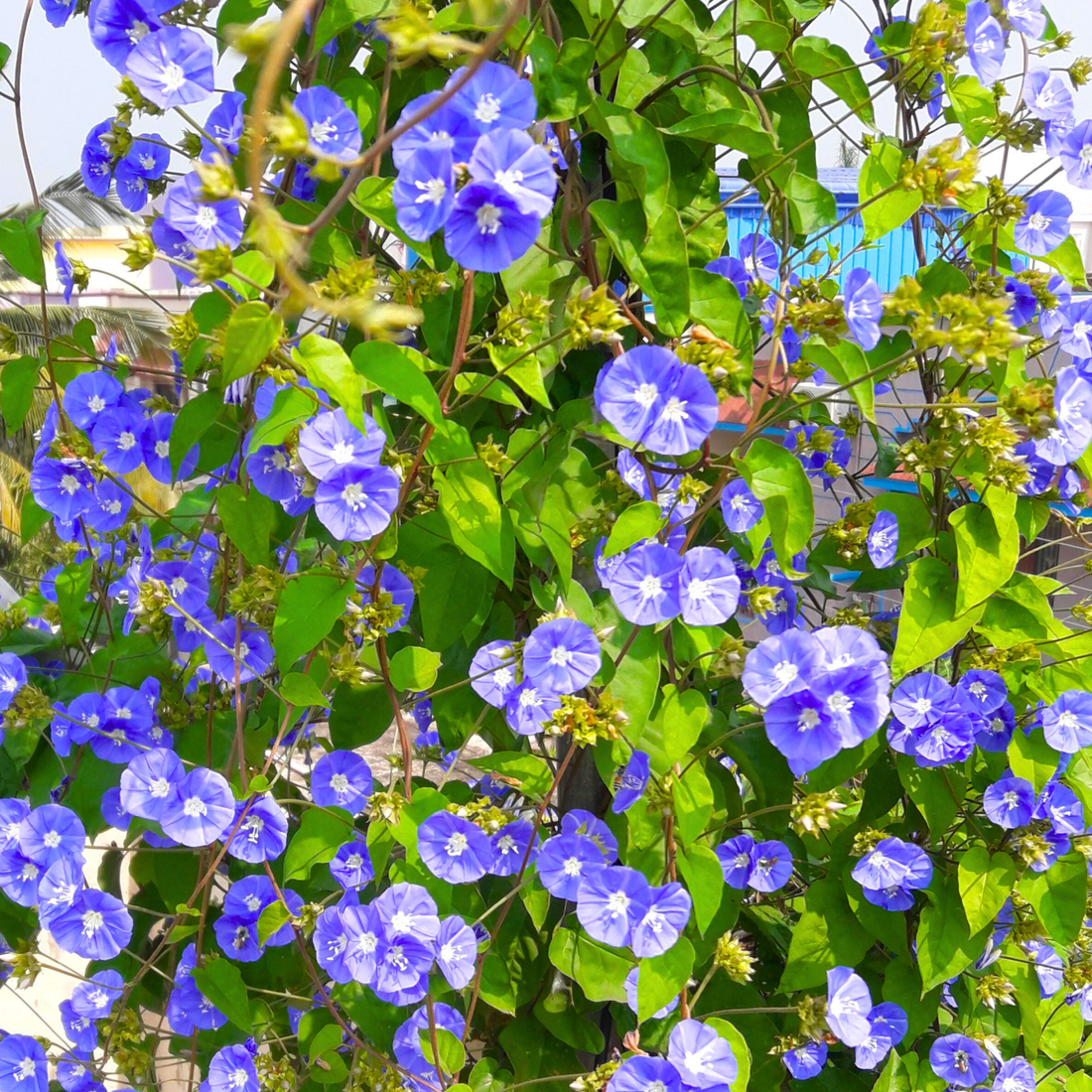 Blue Cluster Vine (Jacquemontia pentanthos) Flowering Live Plant