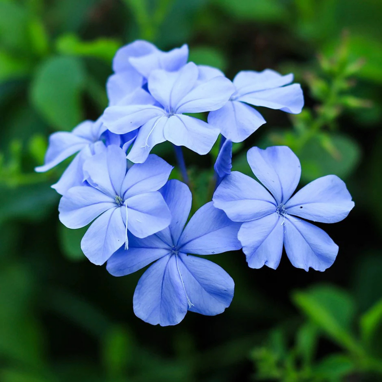 Blue Koduveli (Plumbago Blue) Chitrak Medicinal / Flowering Live Plant