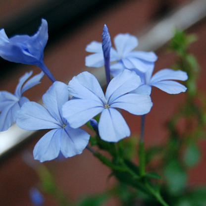 Blue Koduveli (Plumbago Blue) Chitrak Medicinal / Flowering Live Plant