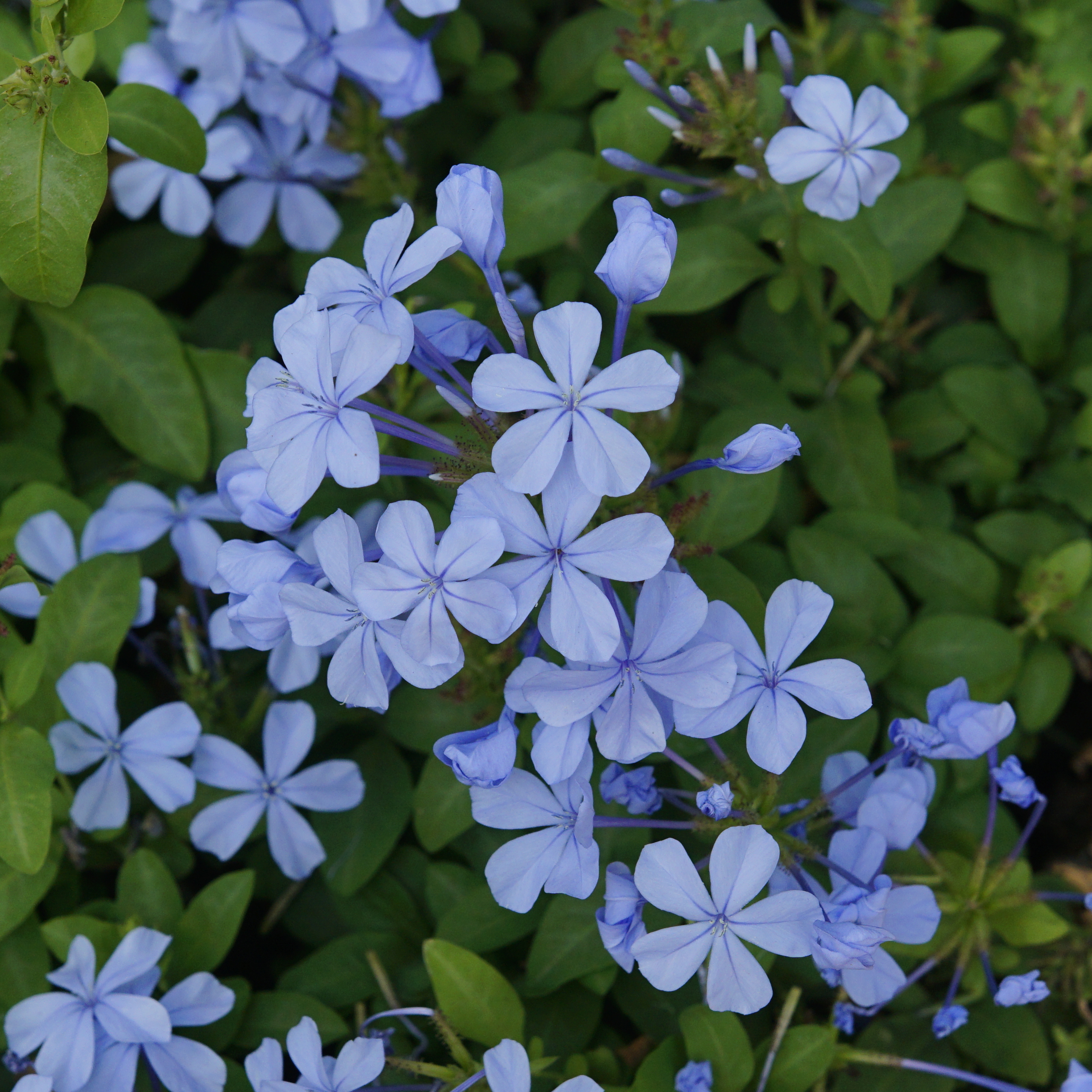 Blue Koduveli (Plumbago Blue) Chitrak Medicinal / Flowering Live Plant