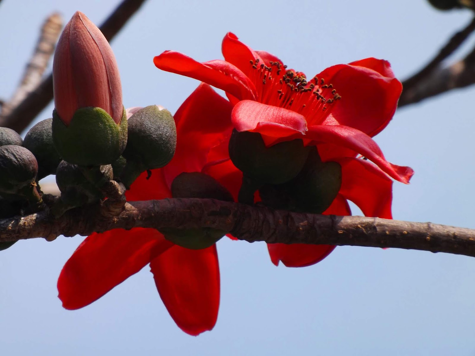 Red Silk-Cotton Tree (Bombax ceiba) Rare Live Plant