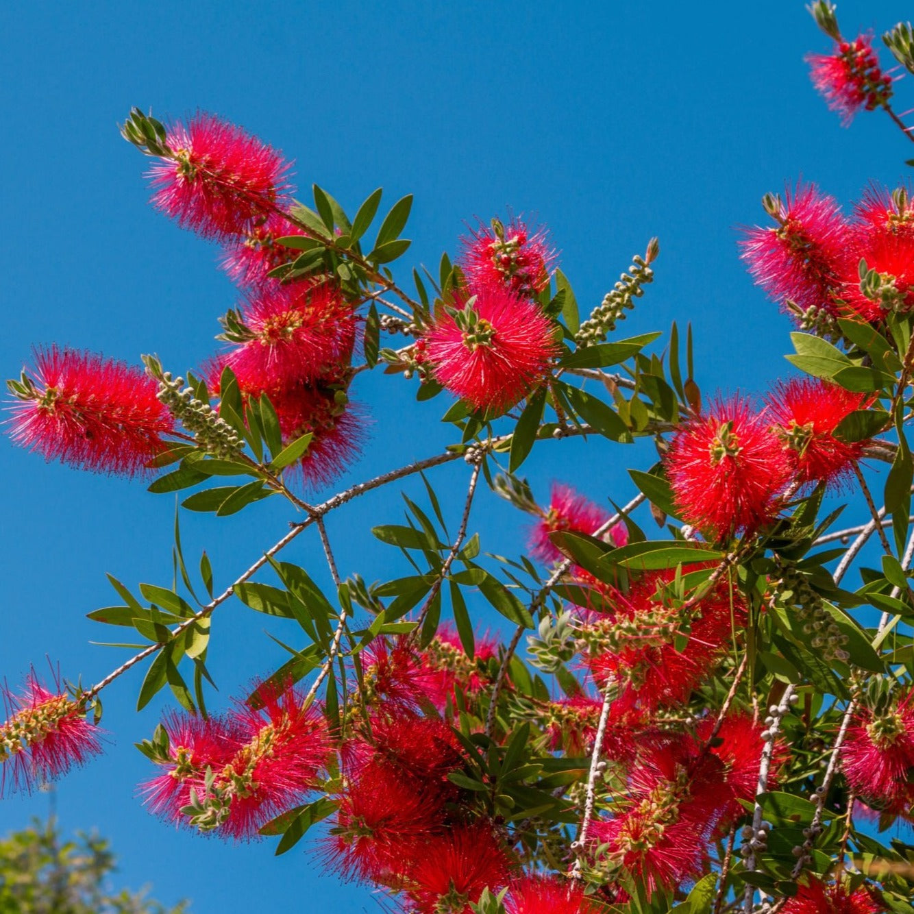 Bottle Brush Red (Callistemon) All Time Flowering Live Plant