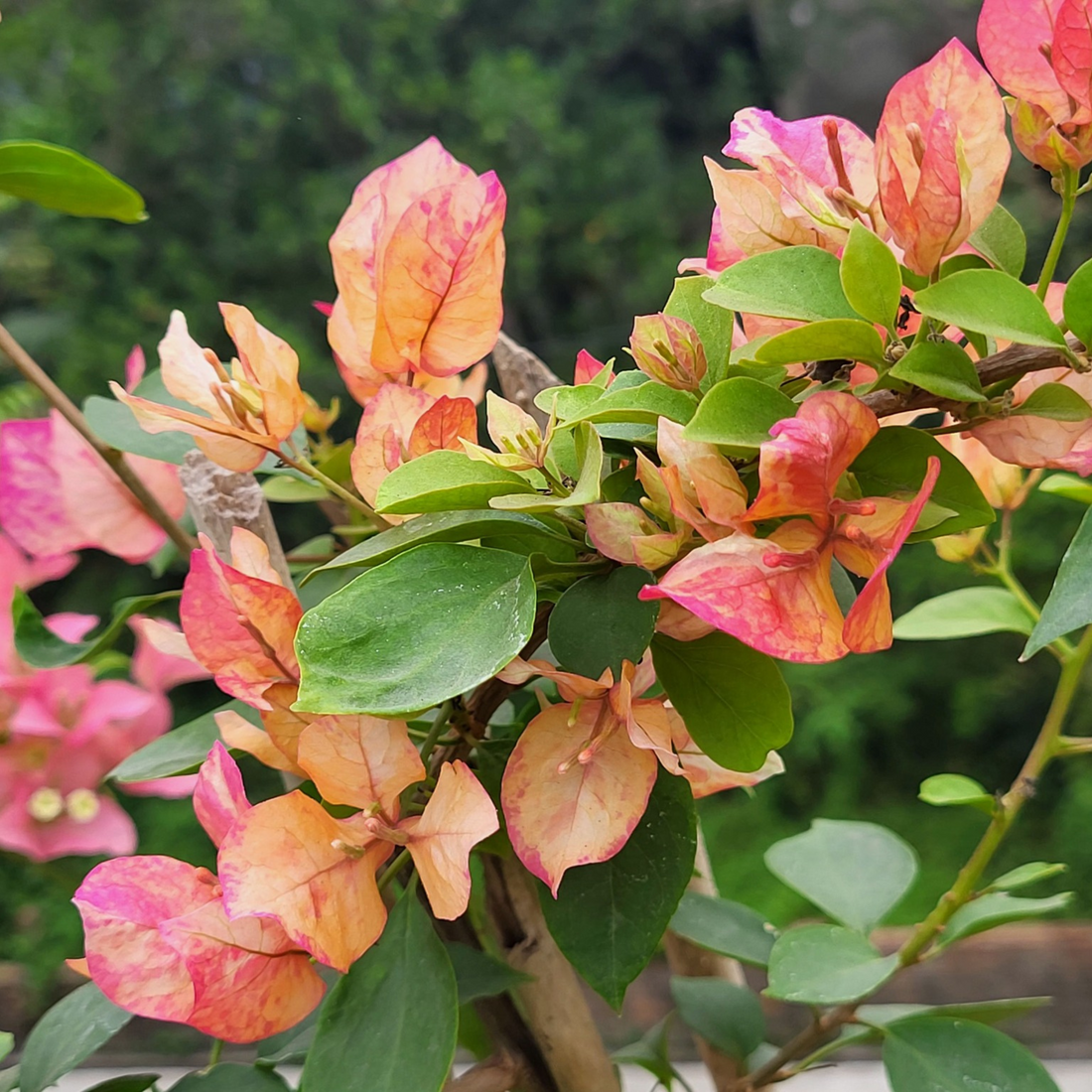 Bougainvillea Arjuna (Paper Flower) Rare Flowering Live Plant