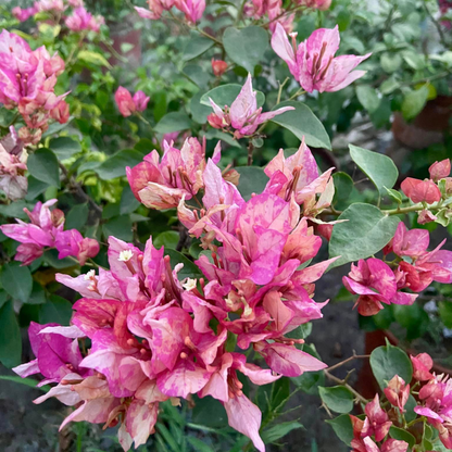 Bougainvillea Arjuna (Paper Flower) Rare Flowering Live Plant