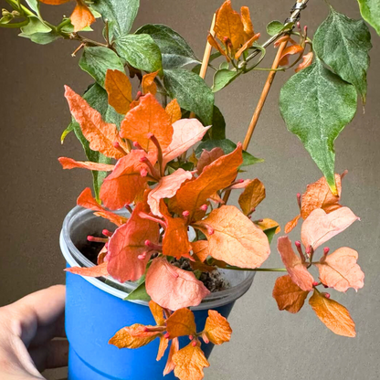 Bougainvillea Butterfly Orange (Paper Flower) Rare Flowering Live Plant