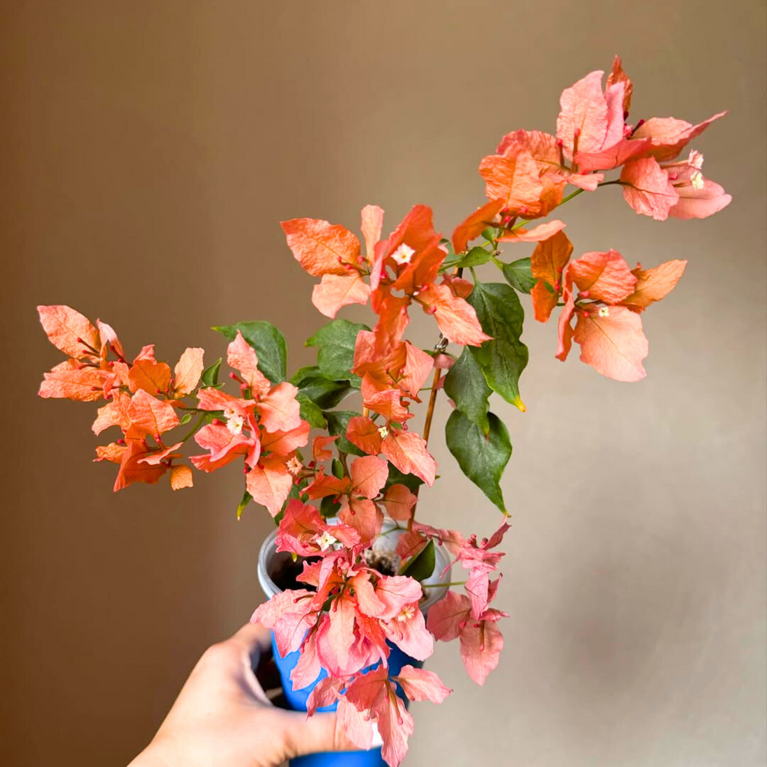 Bougainvillea Butterfly Orange (Paper Flower) Rare Flowering Live Plant