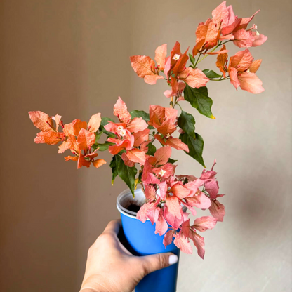 Bougainvillea Butterfly Orange (Paper Flower) Rare Flowering Live Plant