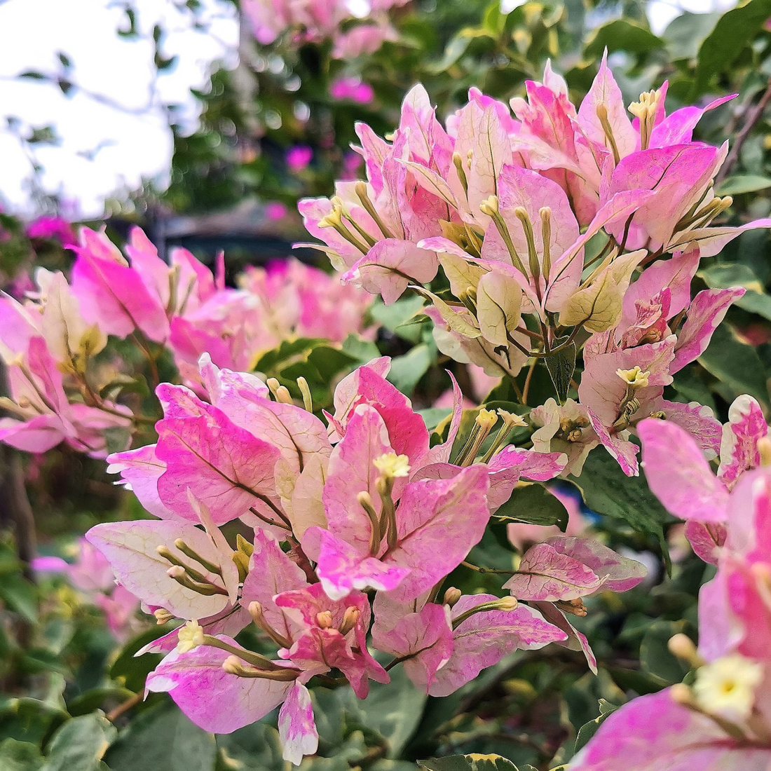 Bougainvillea Butterfly Splash (Paper Flower) Rare Flowering Live Plant