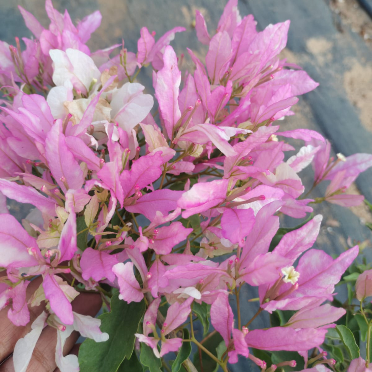 Bougainvillea Butterfly Splash (Paper Flower) Rare Flowering Live Plant