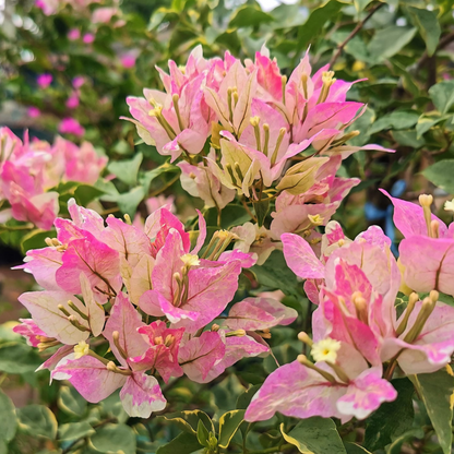 Bougainvillea Butterfly Splash (Paper Flower) Rare Flowering Live Plant