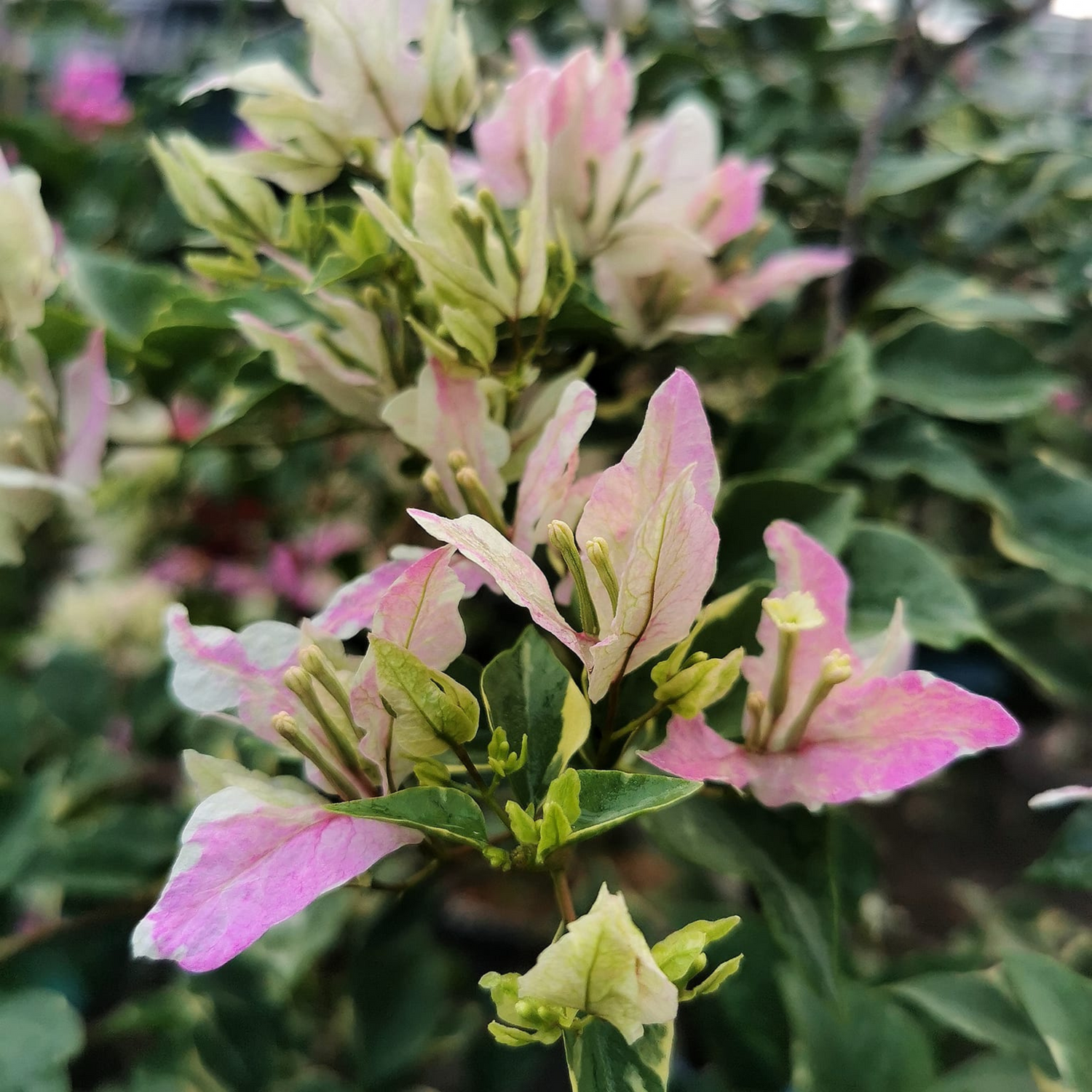 Bougainvillea Butterfly Splash (Paper Flower) Rare Flowering Live Plant