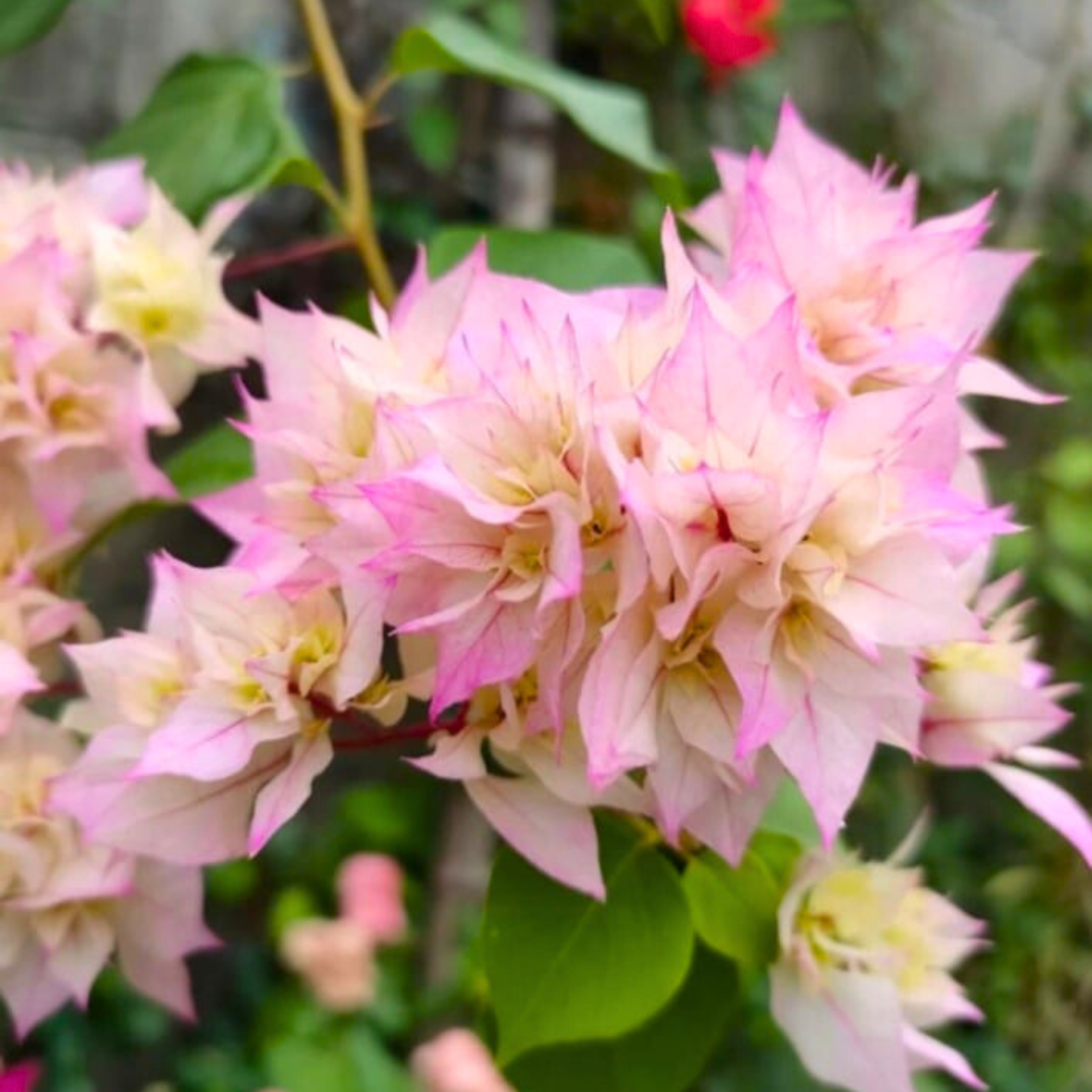 Bougainvillea Cherry Blossom (Paper Flower) Rare Flowering Live Plant