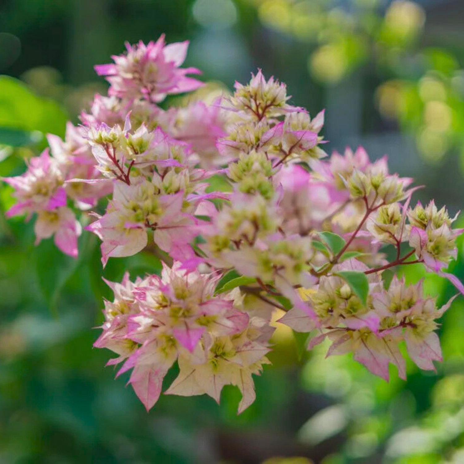 Bougainvillea Cherry Blossom (Paper Flower) Rare Flowering Live Plant